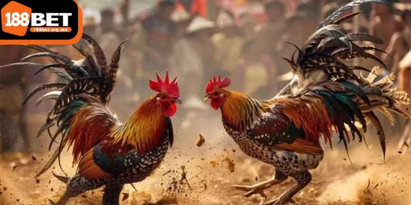 Đá gà 188BET có nhiều lựa chọn hấp dẫn dành cho người chơi